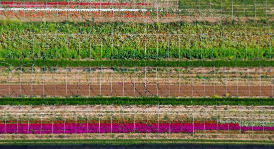 6775 Santa Paula Flowers