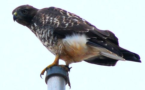8003 Hawk on a Post