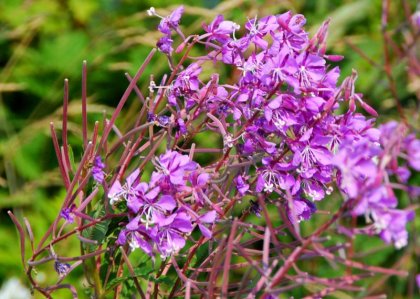 0513 Fireweed