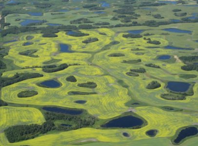 0069 Circles - Yellow