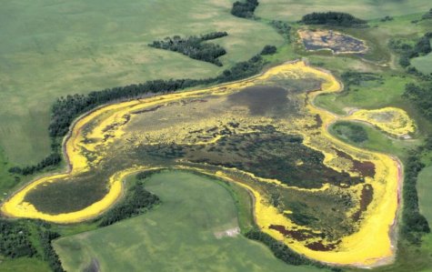 0102 Toon Dog Pond 0102 Toon Dog Pond