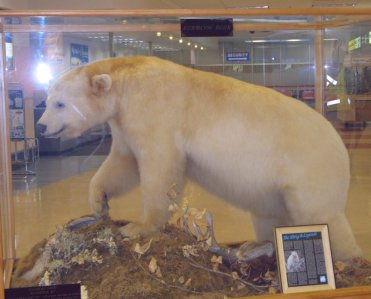 0234 WHITE Brown Bear in Terrace air terminal