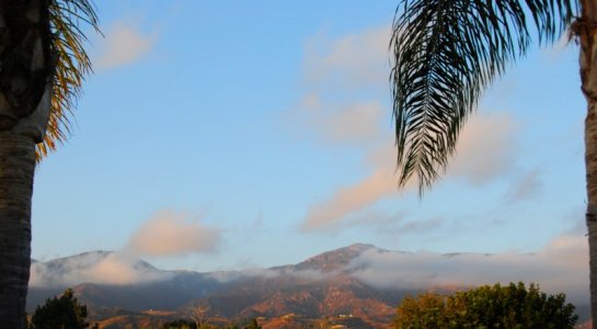 1165 Pink Dancing Fluffs