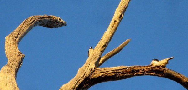 0498 Birds Snake Tree
