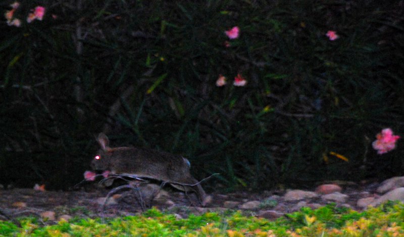 1770 Vanishing Bunny