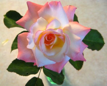 0648 Smells As Sweet