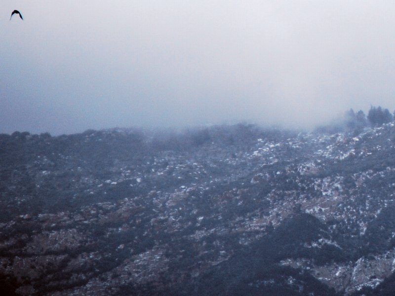 4258 As the Crow Flies