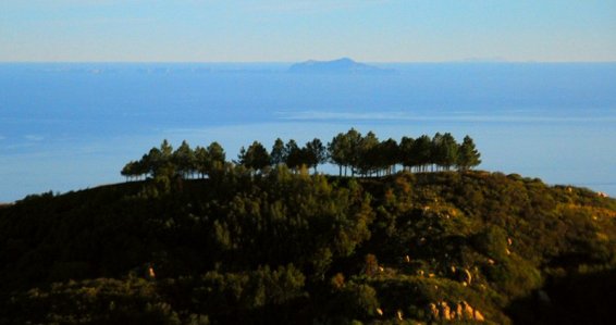 4486 Huddled Trees On Top