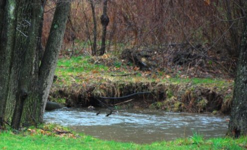 7504 Ancestral Creek