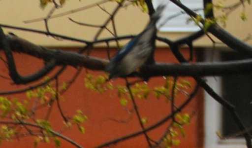 0134 Wet Bird Descending