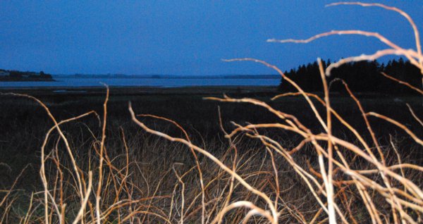 0176 Anticipation of Spring