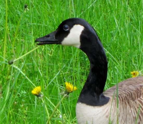 0098 Dandilion Goose
