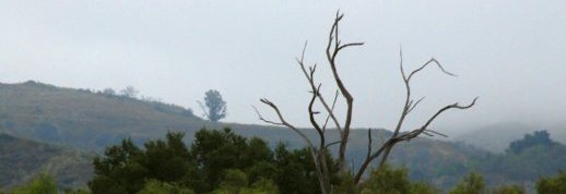 2398 Fog Featured Tree