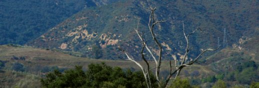 2400 Vanished Fog & Tree