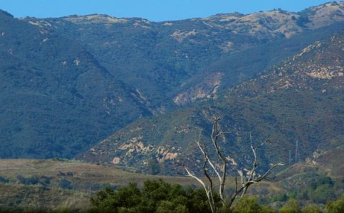 2400 Tree Diminished