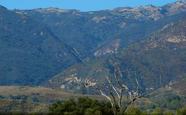 2400 Tree Diminished