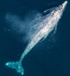 0987 I Was a&nbsp;Whale