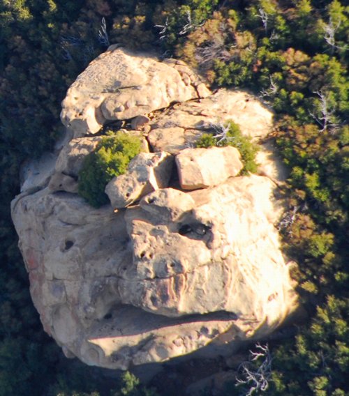 1211 Turtle or Snake?