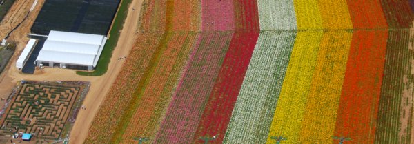 1530 Fun Flower Farm