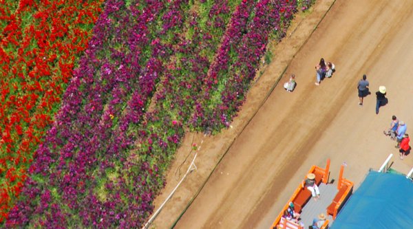 1531 Childhood Enchantment