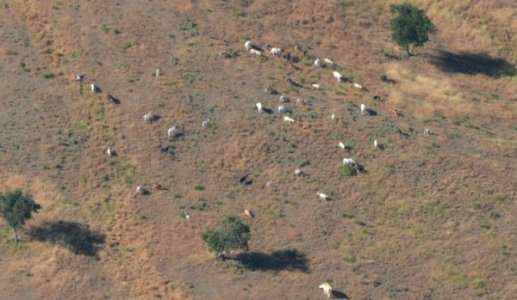 0130 Mixed Livestock