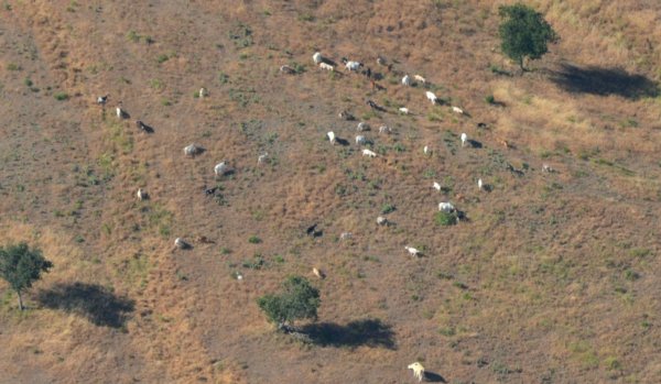 0130 Mixed Livestock