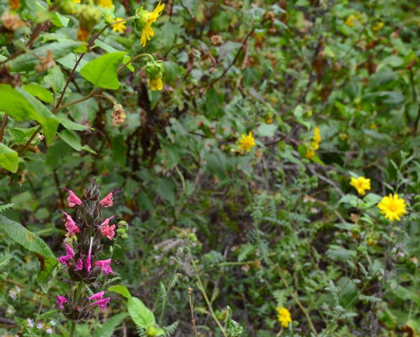 0206 Splashed Colors