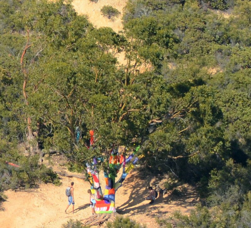 0257 Yarn Bombed Tree