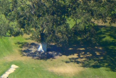 1245 Tree House 1245 Tree House