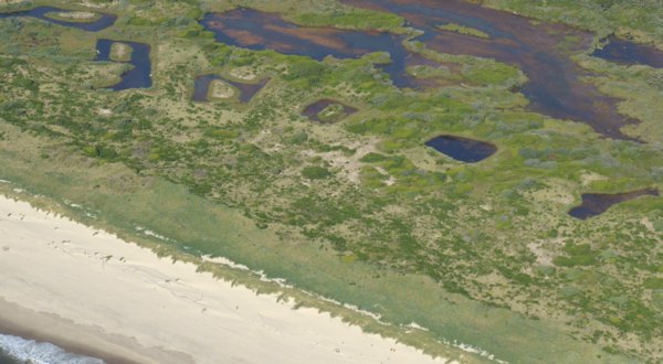 3447 Dune Grasses & ???