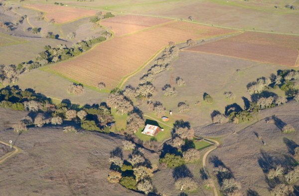 2556 Heiligenschein Vines