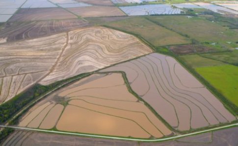 0182 Rice? Fish? Shrimp?