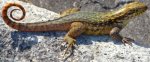 0830 Spiral Lizard