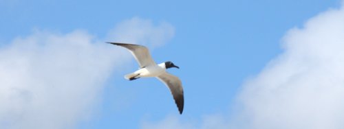 1225 Skilled Aviator