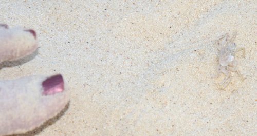 1250 Invisible Companion