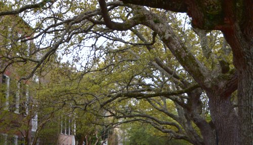 2395 Life Arching to Stone