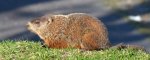 3869 Groundhog &&nbsp;Forecast