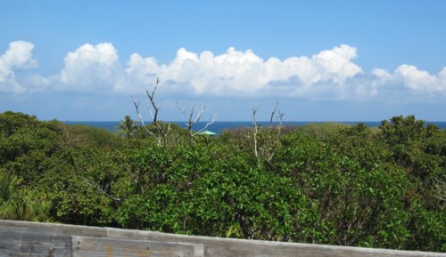 0148 Gumbo Limbo