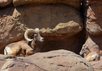 5144 Sheepish Setting