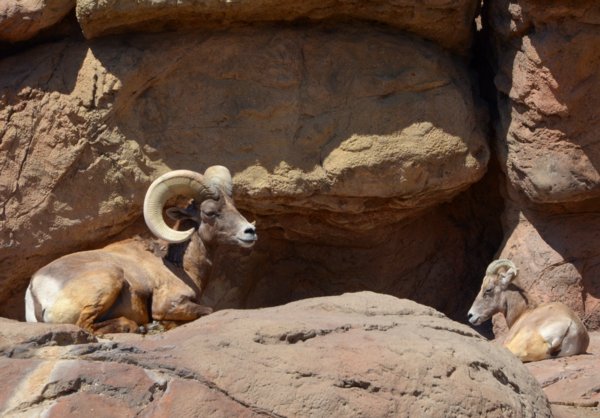 5144 Sheepish Setting