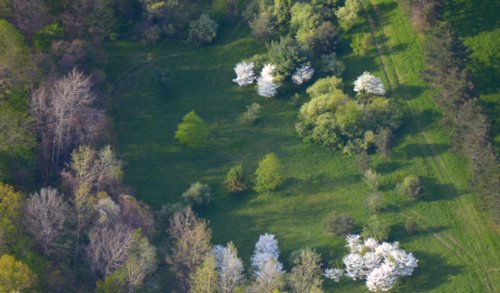 5433 Tree Trim Trend