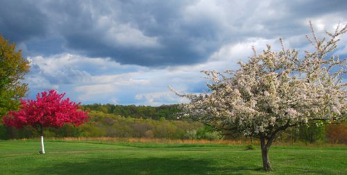 7536 Colorful Ground