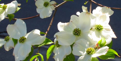 0971 Dogwood
