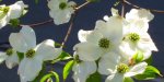 0971 Dogwood