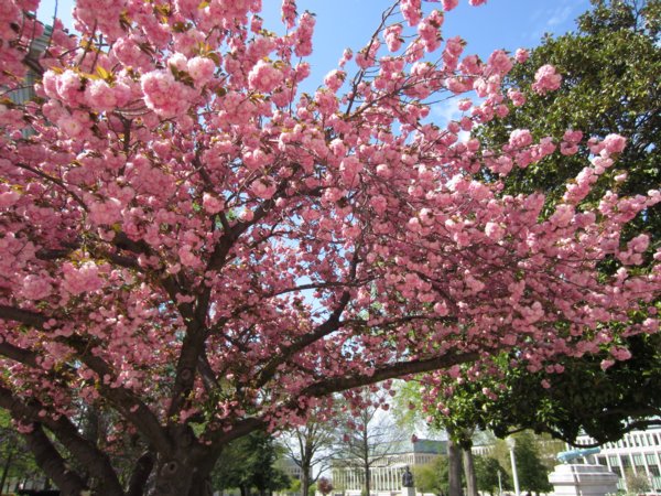 0533 Annapolis Spring