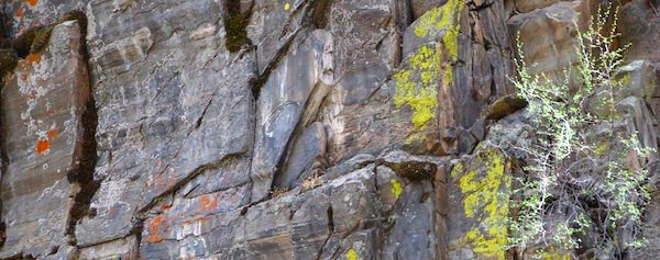 0946 Organic Graffiti