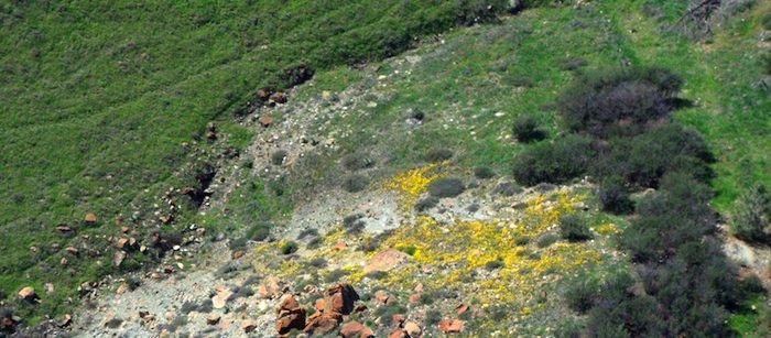 1649 Yellow Encouragement