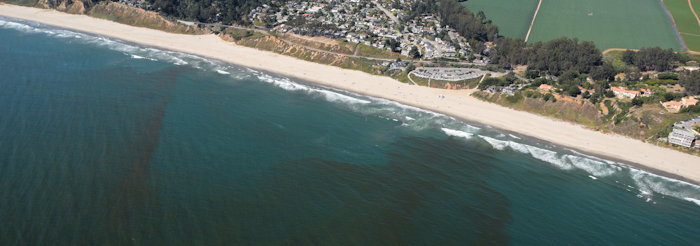 5231 Manresa Algae Bloom