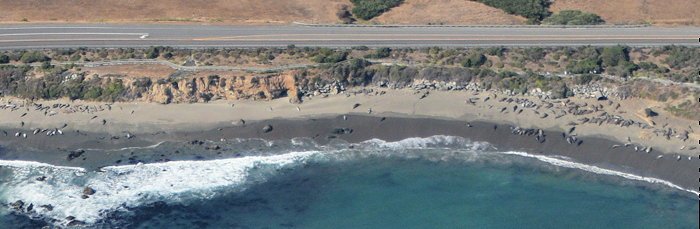 5965 Piedras Blancas Seals