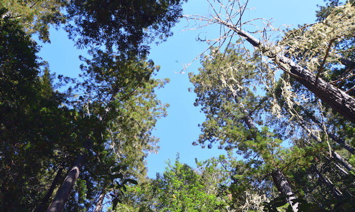 0493 Owings Redwoods